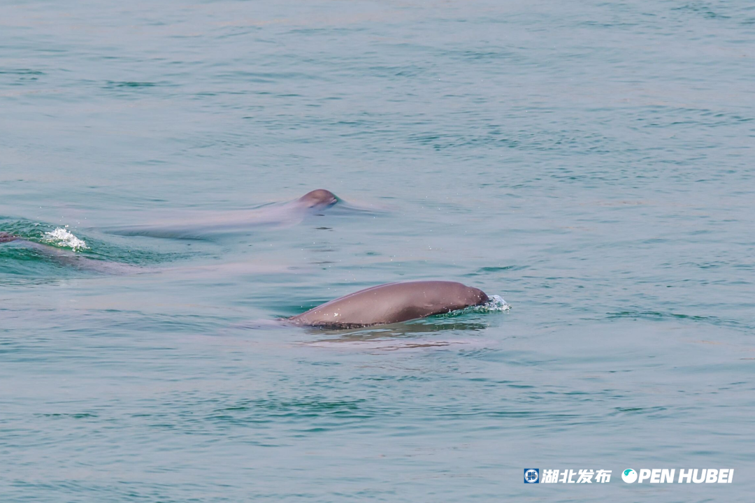 △江豚腹部有明显隆起