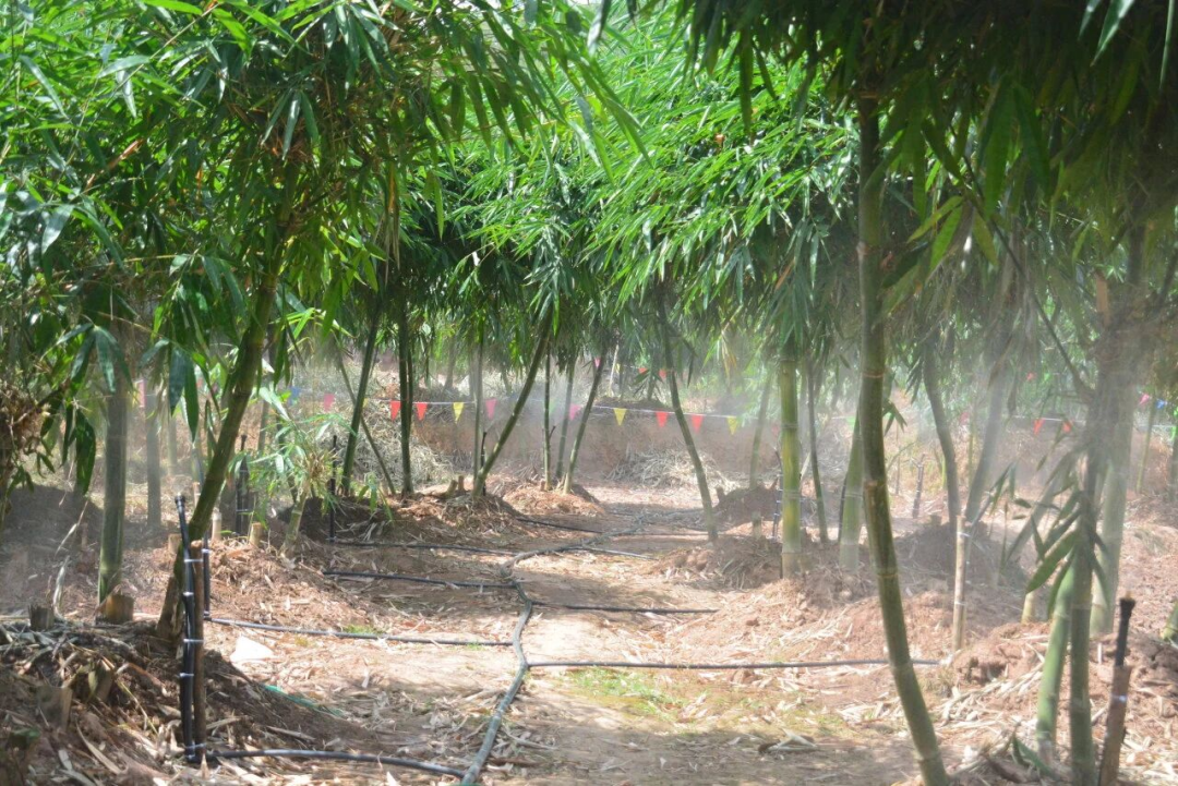 甜龙竹水肥一体化喷滴灌溉系统。