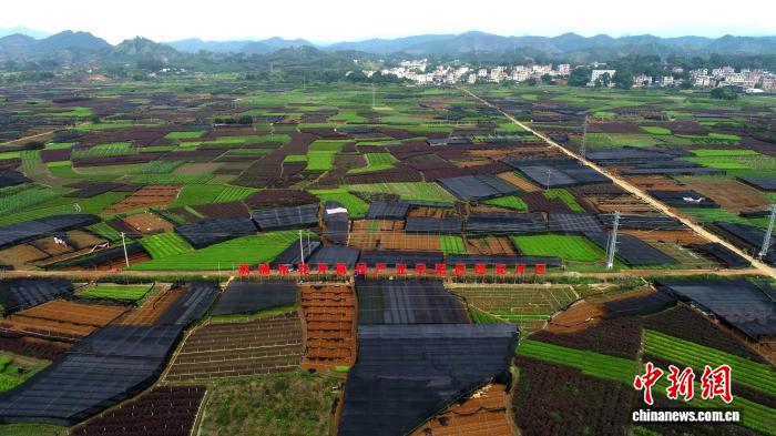 資料圖：荔浦市花卉苗木德安片區生產基地。(無人機照片)潘鋒 攝