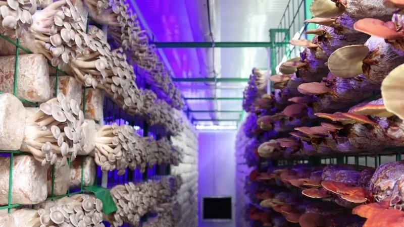 「蘑菇方艙」。武城縣宣傳部供圖