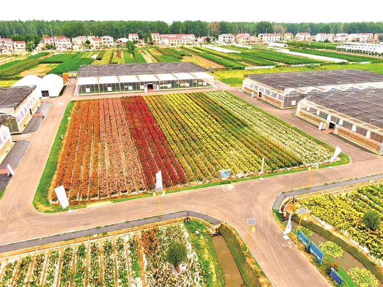 江苏省南京市栖霞区八卦洲街道外沙村的百合花田。资料图片