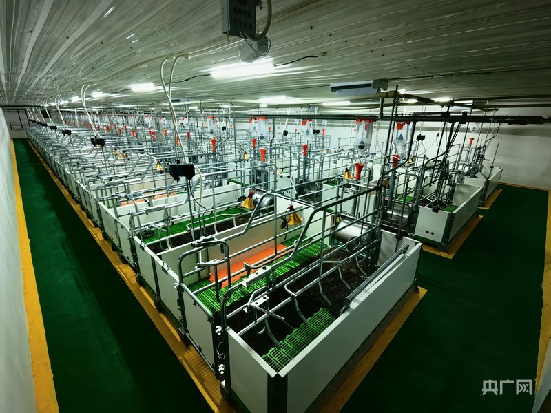 打开猪场的“绿色宝箱”，立刻开宝马！