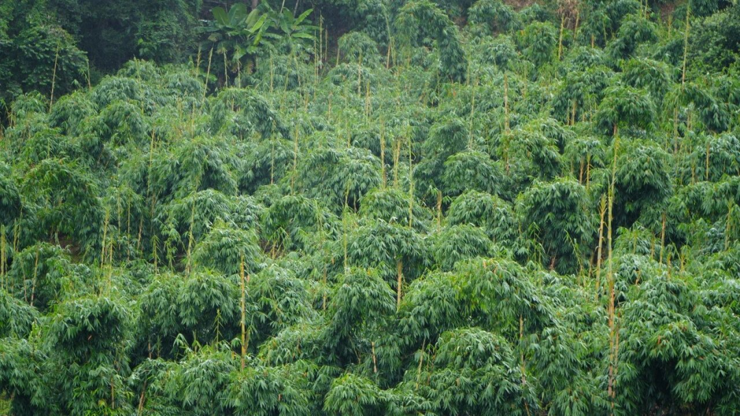 思茅区甜龙竹基地。