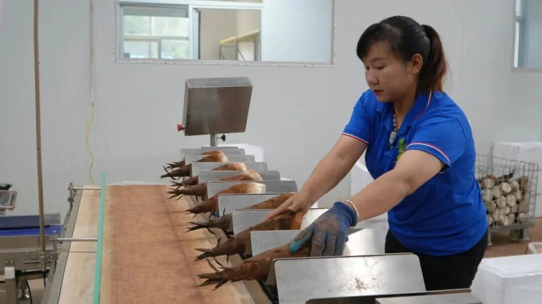 云竹（普洱）农业科技有限公司标准化车间。