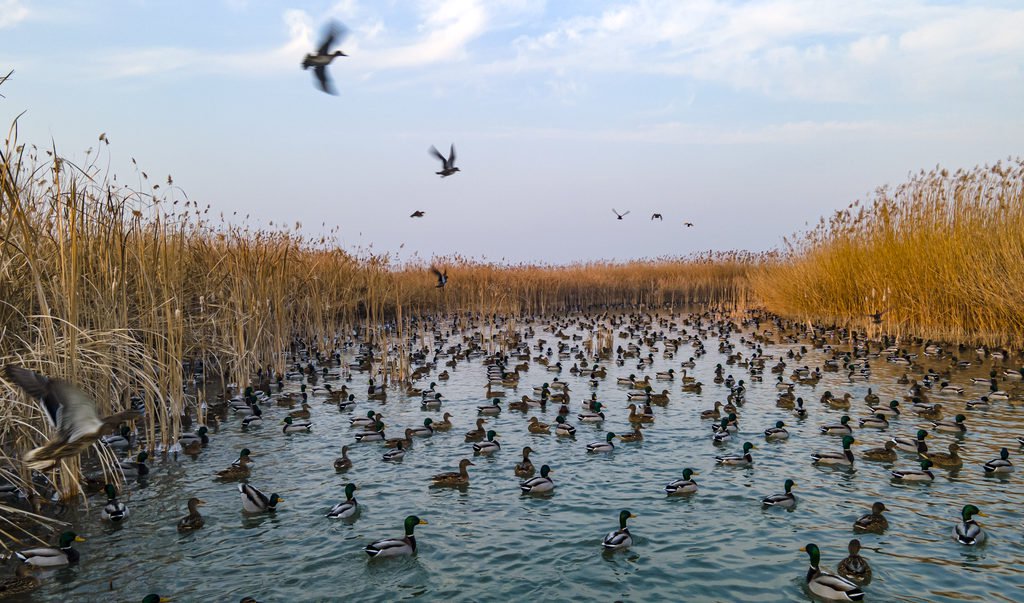 白洋淀护鸟人的新春坚守
