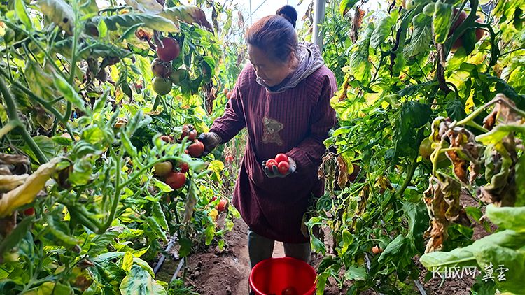 新春走基层 | 塔元庄分菜