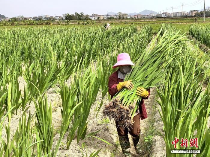 2月10日，廣東台山市海宴鎮劍蘭花種植基地的花農在採收劍蘭花。李曉春 攝
