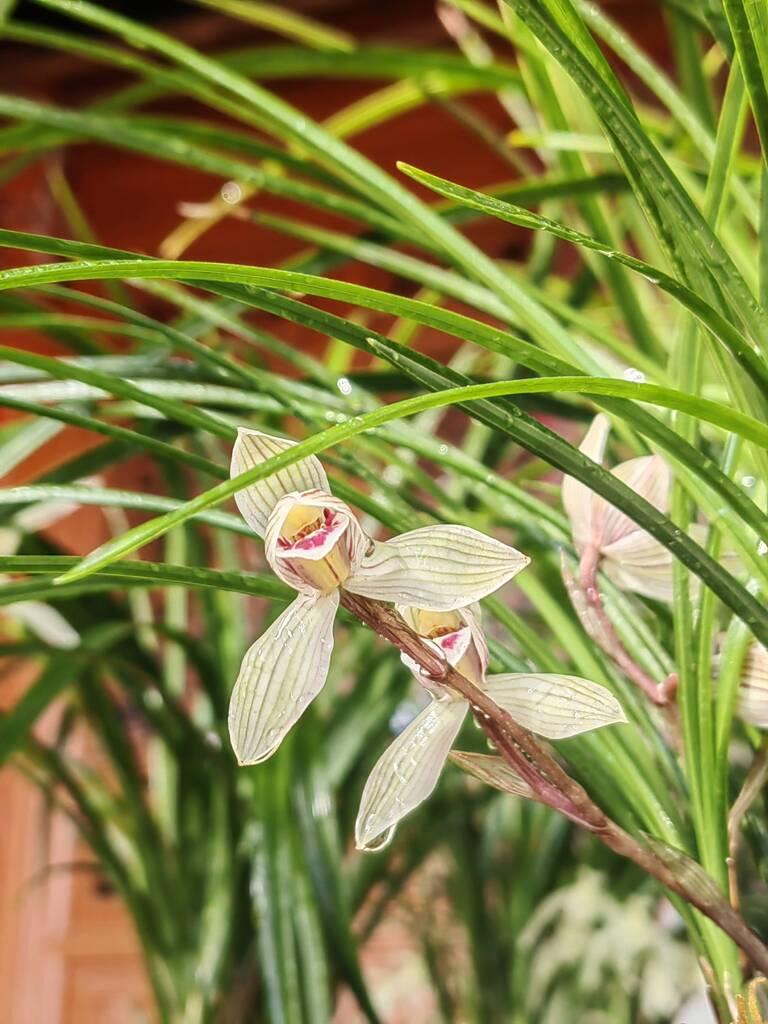 鬆園村張鶴雄自家陽台養殖的蘭花 張苑 攝