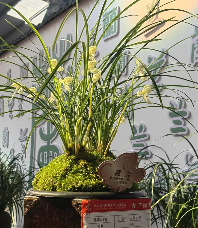 第33屆中國蘭花博覽會獲獎蘭花（蓮瓣蘭） 張苑 攝