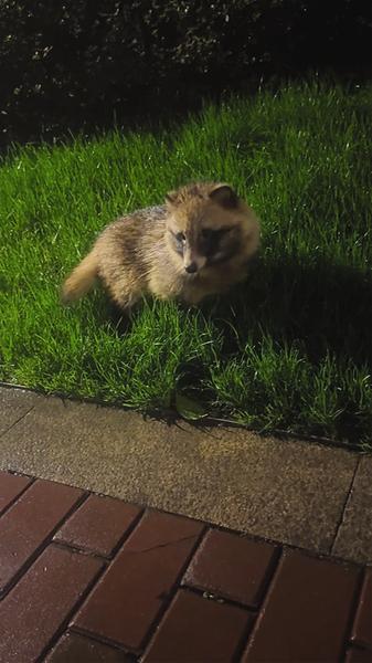 “似犬似狐”动物现身合肥一小区 专家鉴定是“貉”