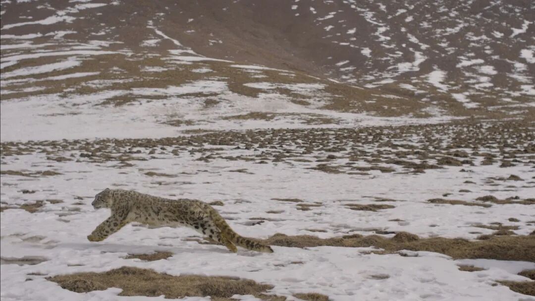 来源：西宁野生动物园
