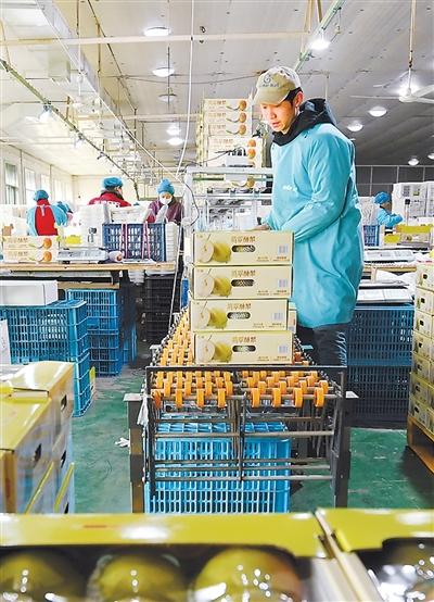 工人在河北省晉州市一家果品出口企業的分揀包裝線上工作。新華社記者 楊世堯 攝