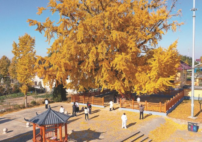 深读｜“文学繁花”能否“点亮”一方发展