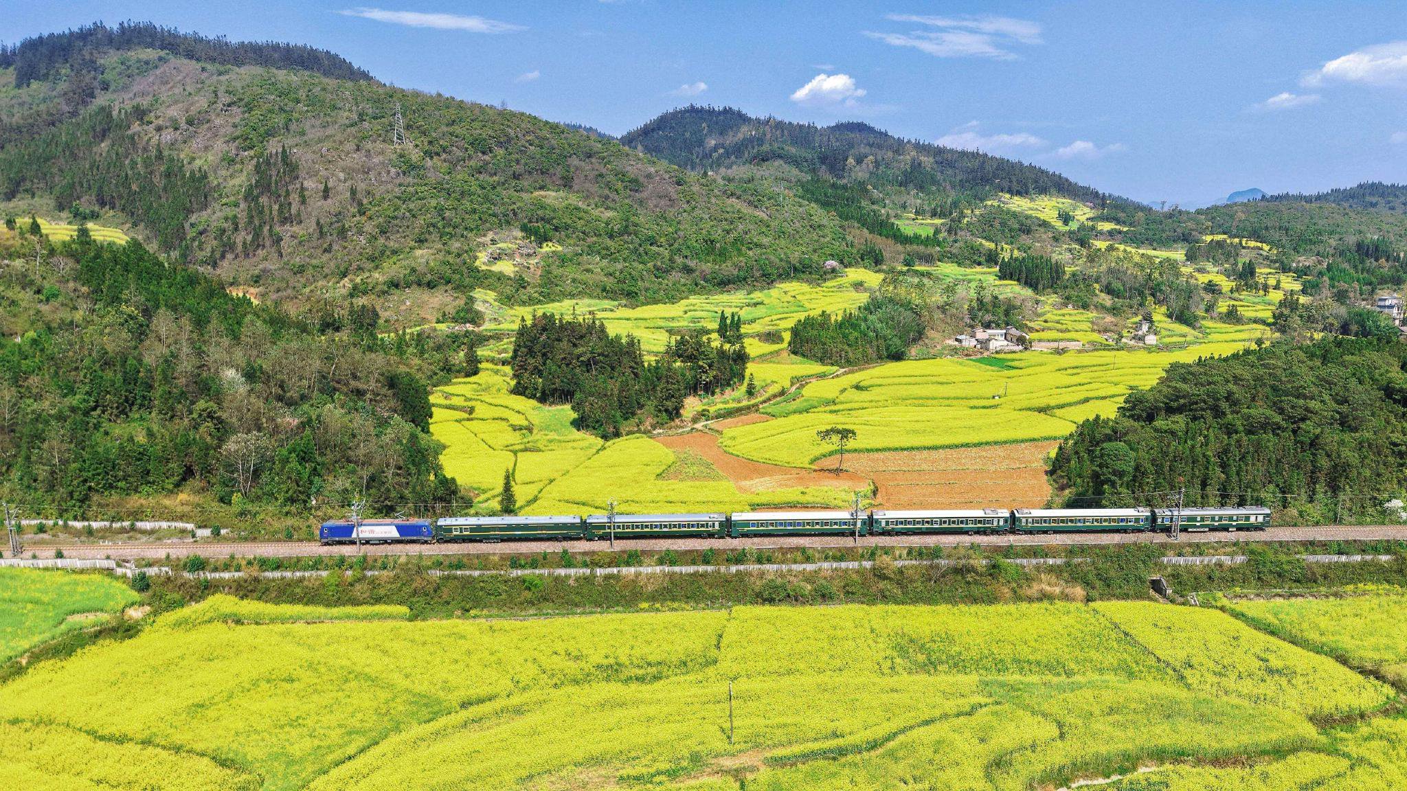 賞花列車正在穿過羅平油菜花田 楊紫軒 攝