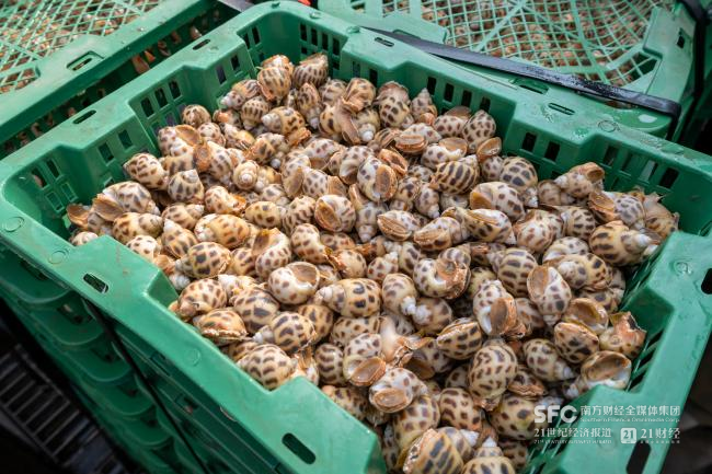 海南优质鲜活水产品，受访者供图