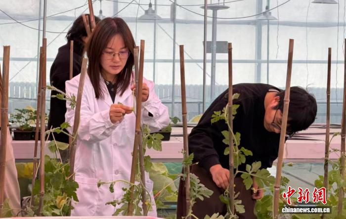 朱迎春(左)和學生一起檢查瓜苗生長情況。張家偉 攝