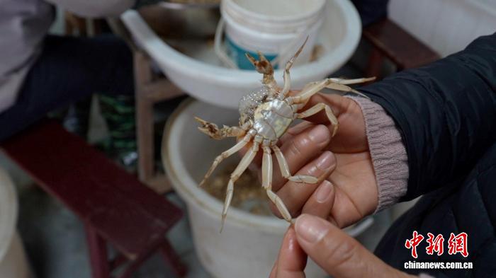 浙江湖州，蟹農展示通體發白的白玉蟹苗。吳明憲 攝