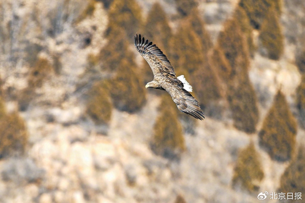 白尾海雕 流连桃谷