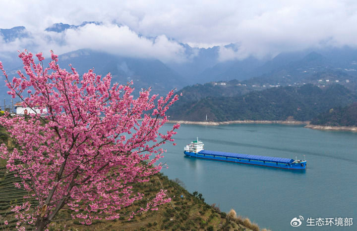   船舶行驶在鲜花盛开的长江三峡西陵峡湖北省宜昌市秭归县水域（2026年3月3日摄，无人机照片）。新华社发（郑家裕摄）