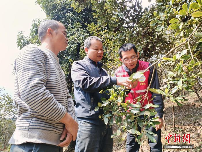 淩雲縣林業局技術員(中)到林地查看病蟲害情況並現場指導防控工作。黃元榮 攝