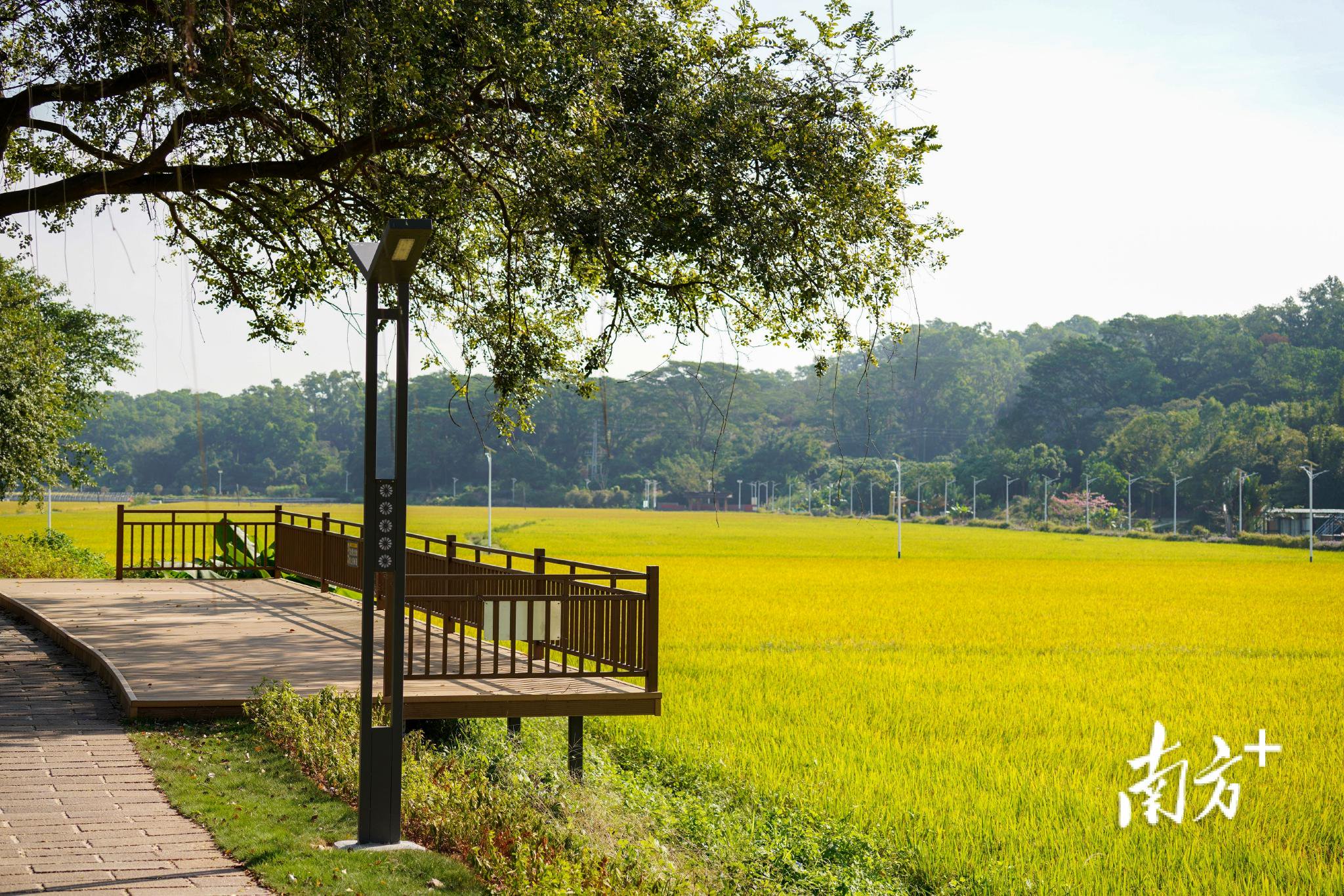 冲口村稻田边上的观景平台。 受访者 供图