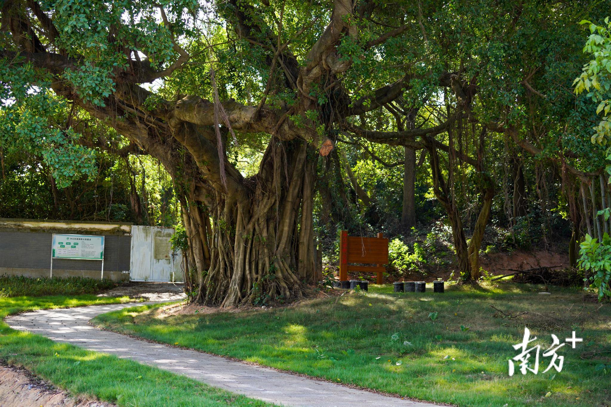 冲口郊野公园。 受访者 供图