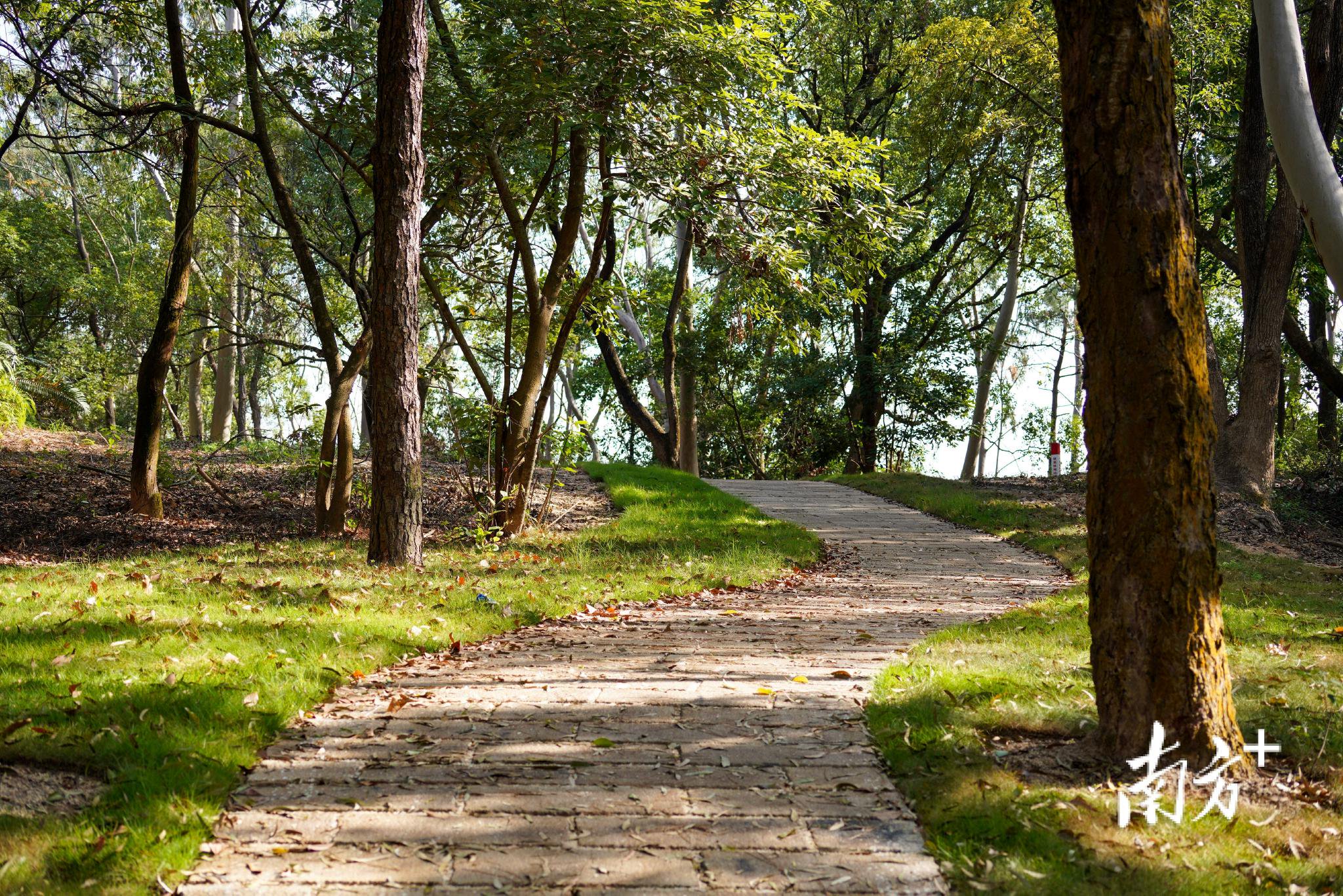 冲口郊野公园的郊野径。 受访者 供图