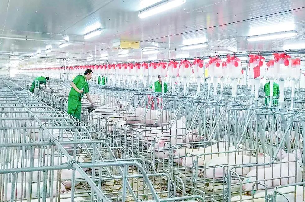 京基智农广东徐闻养殖基地