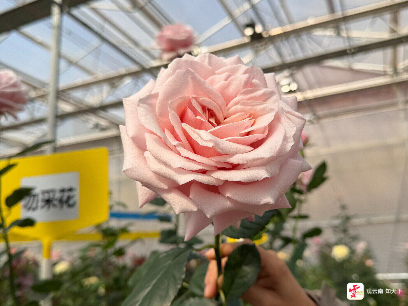 「嬌龍」月季。雲新聞資料圖