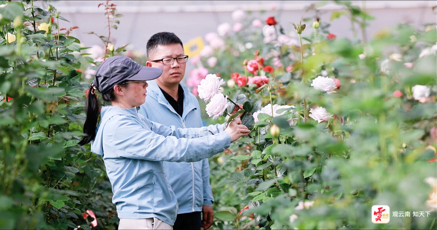 雲南省農科院花卉研究所蔡豔飛研究員觀察月季新品種形態。雲新聞資料圖