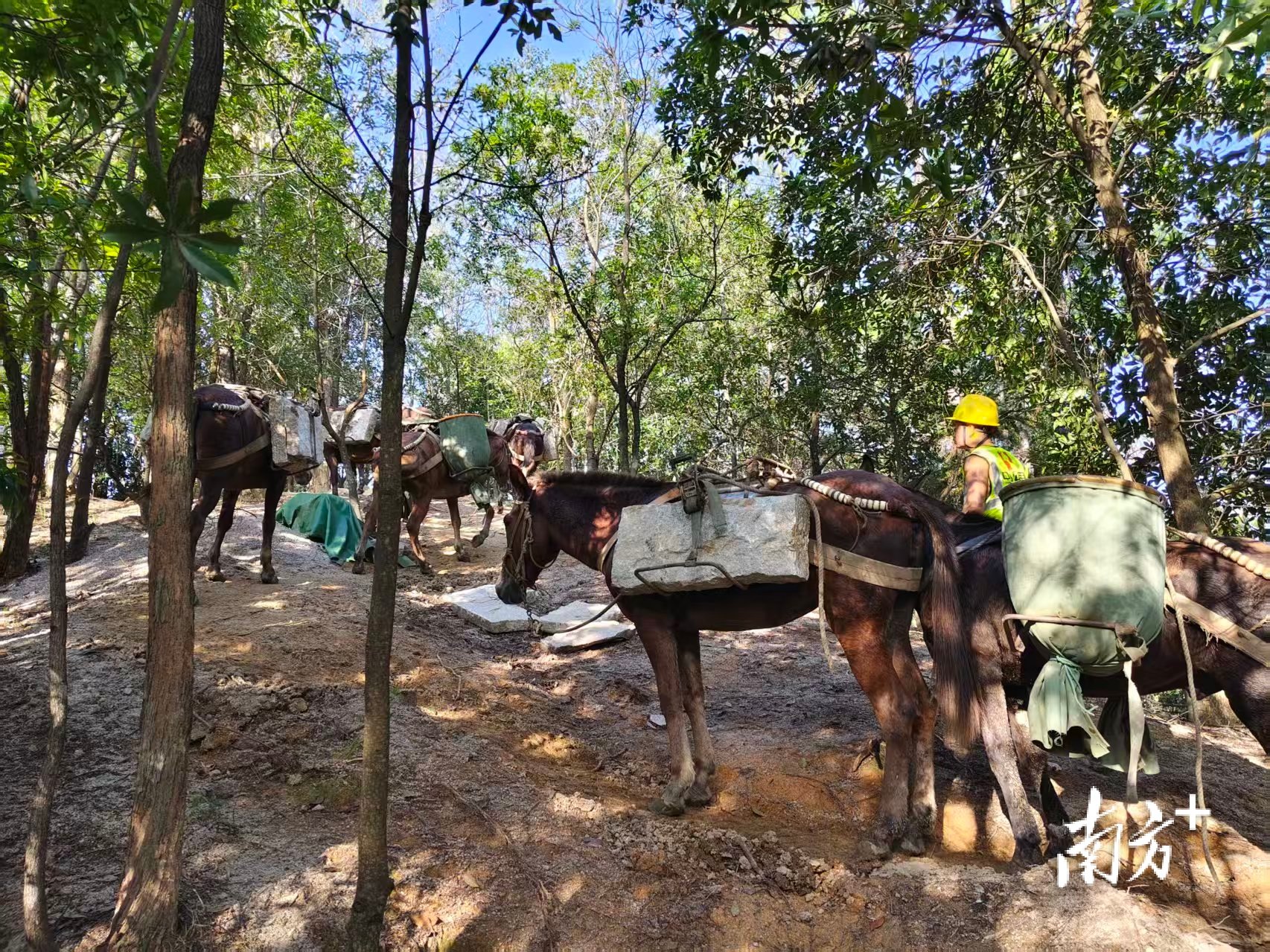 项目团队用骡马运输物料。 受访者 供图
