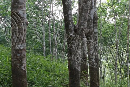 遭遇“增长之困”？全球橡胶轮胎产量增速明显放缓