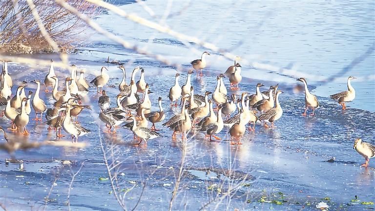 候鸟北归。李伟华 张莹 关茗元摄