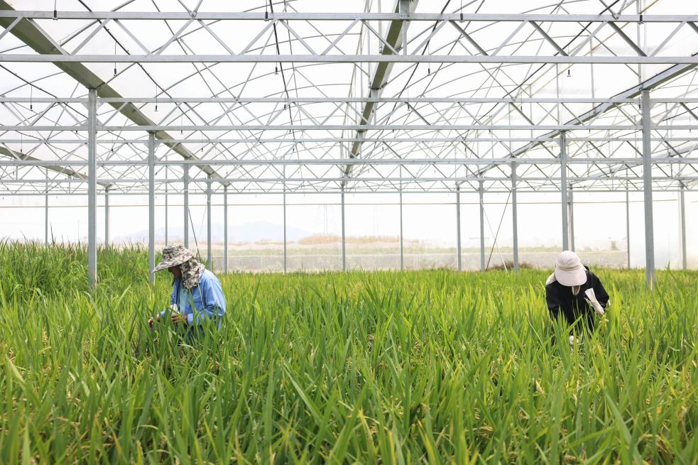 2025年3月21日，工作人员在海南三亚国家南繁科研育种基地收种。新华社记者 张丽芸 摄