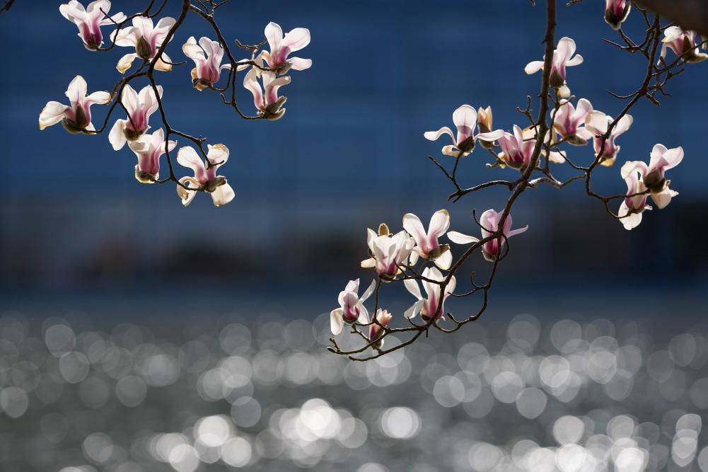 2026年3月9日，国家大剧院旁玉兰花盛开。新华社记者 鞠焕宗 摄