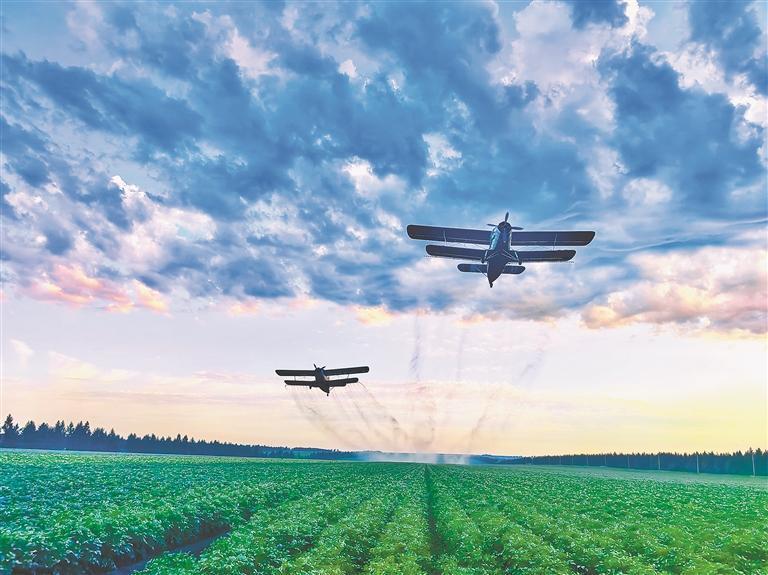 夏管期间克山农场对马铃薯田进行航化作业（资料片）。王亚光摄