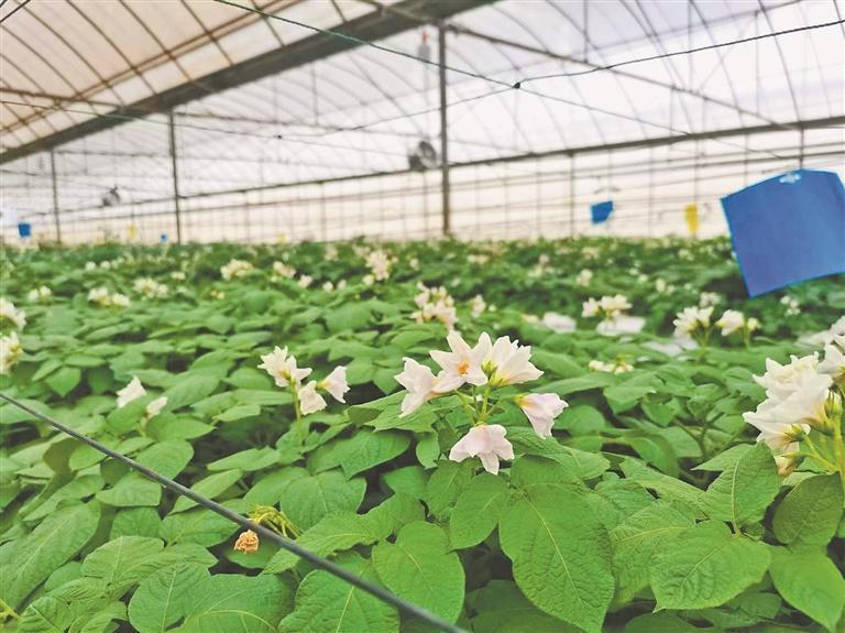 北大荒薯业集团北署种业云南公司气雾化温室大棚。梁文阳摄