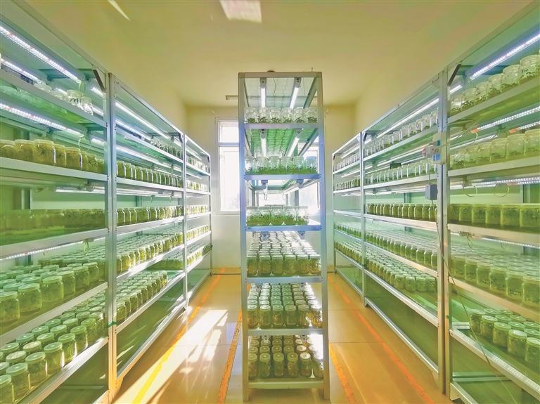 组培室内的马铃薯组培苗。王亚光摄