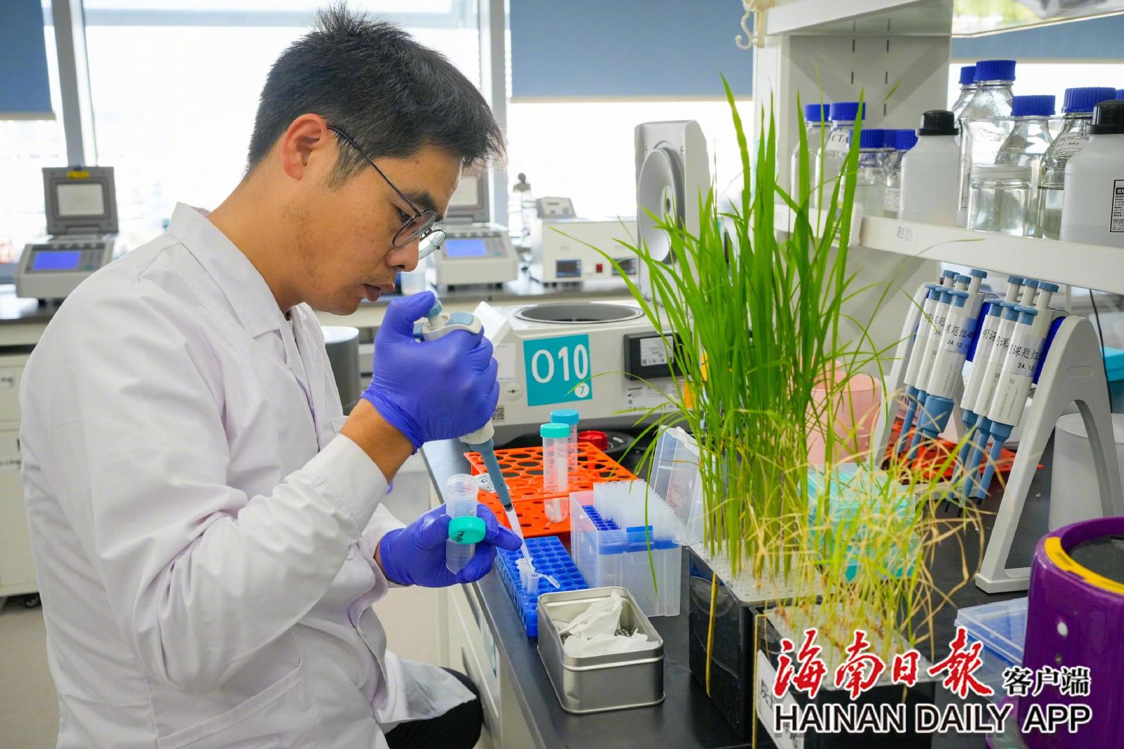 ​在中国农科院国家南繁研究院，水稻研究人员正在进行野生稻抗逆性基因的分子克隆实验。海南日报全媒体记者张茂 摄