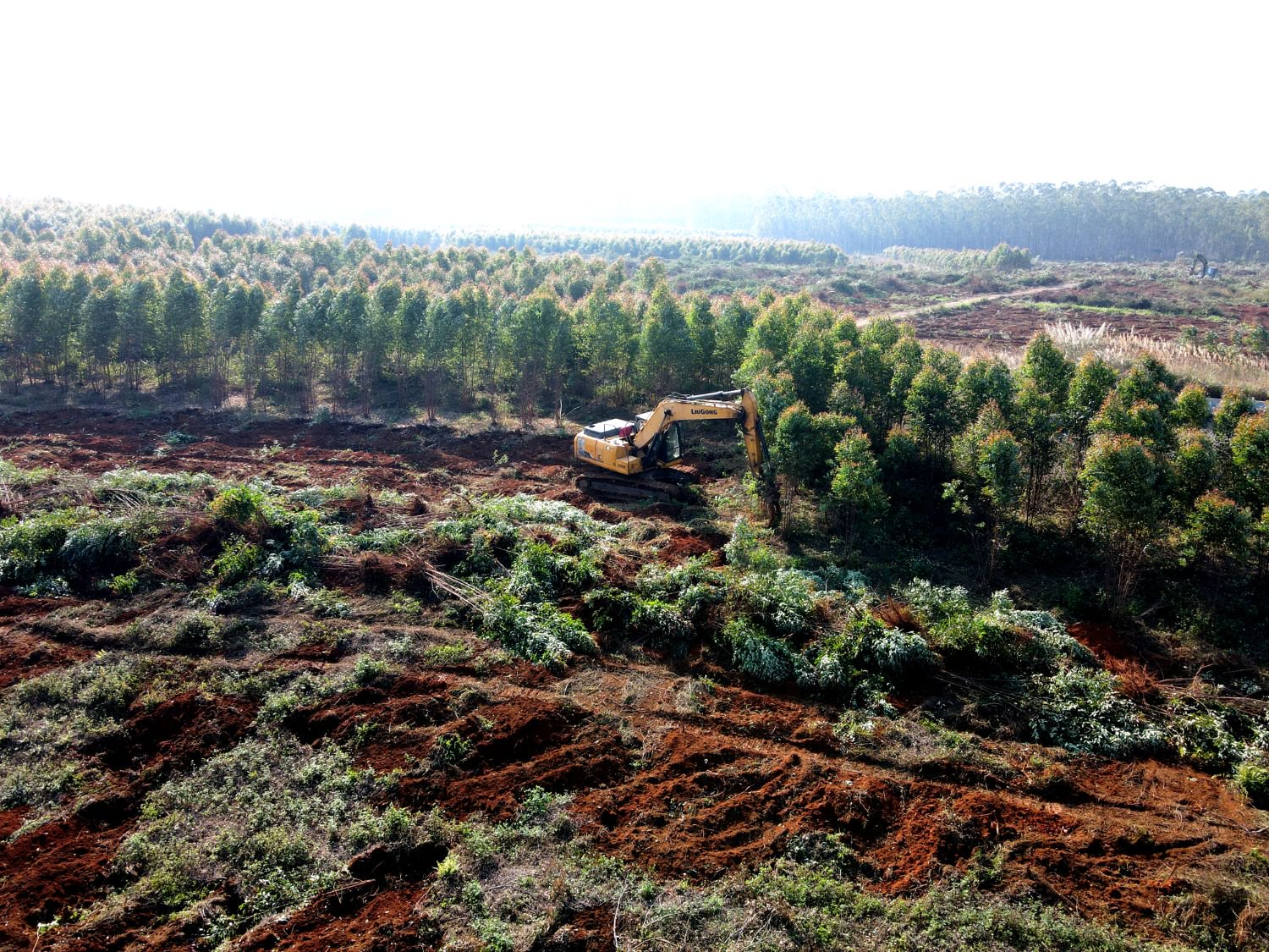 来宾市武宣县思灵镇高岭村清桉作业现场。（陈振浪 摄）