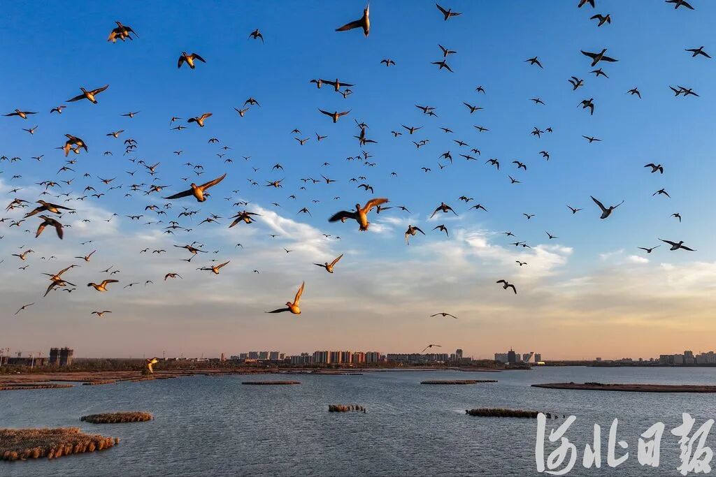 近日，成群的鸟儿在衡水湖展翅飞舞。河北日报记者李东宇摄