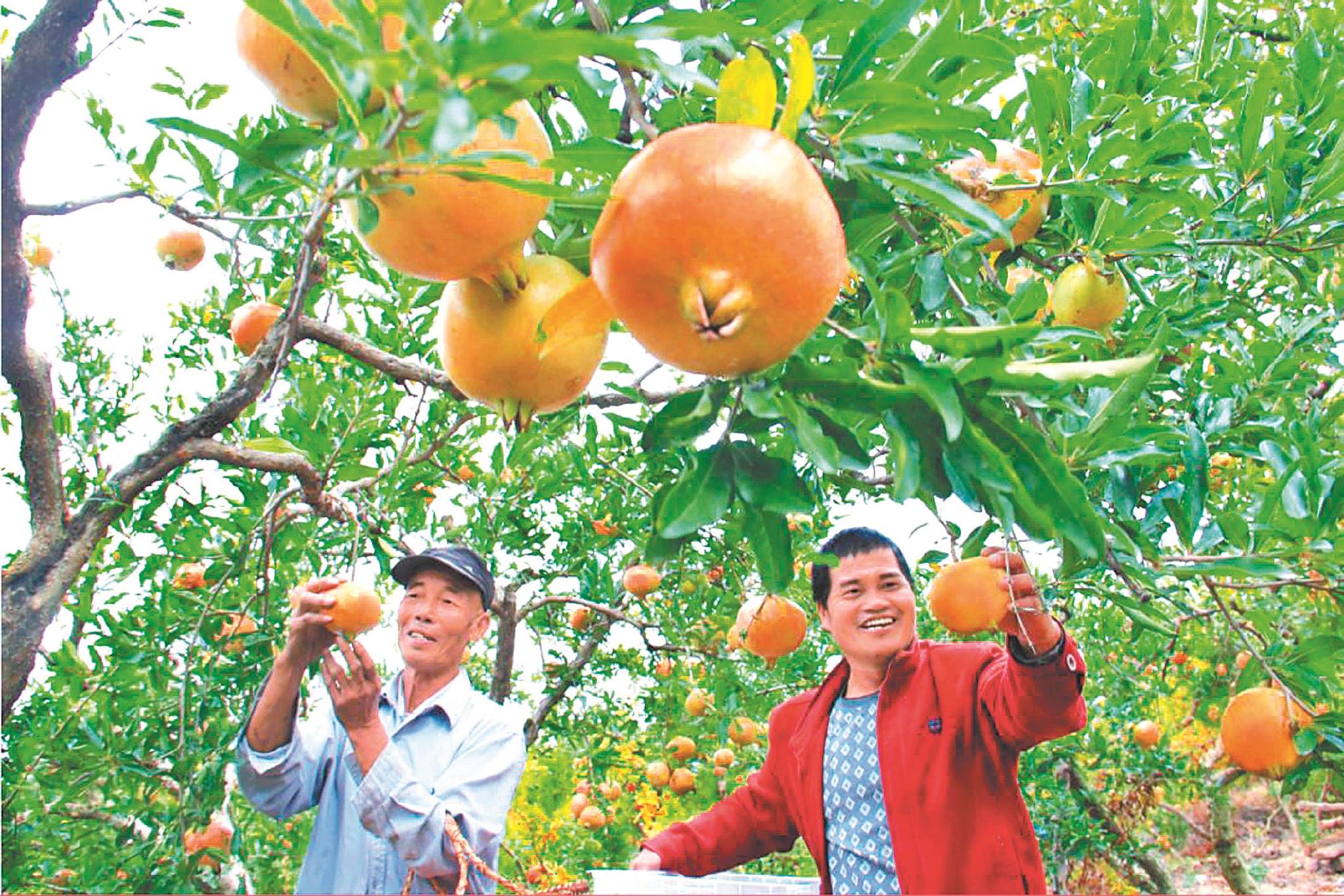 石榴园里的石榴树。（资料图片）