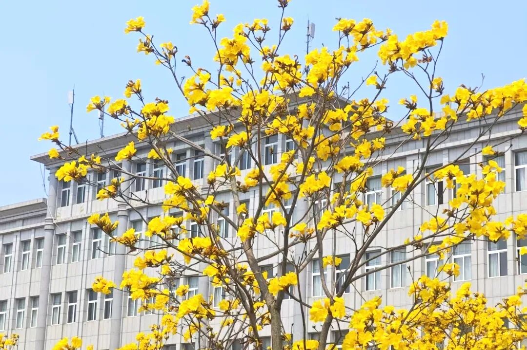 ▲绿意盎然的广西钢铁厂区。