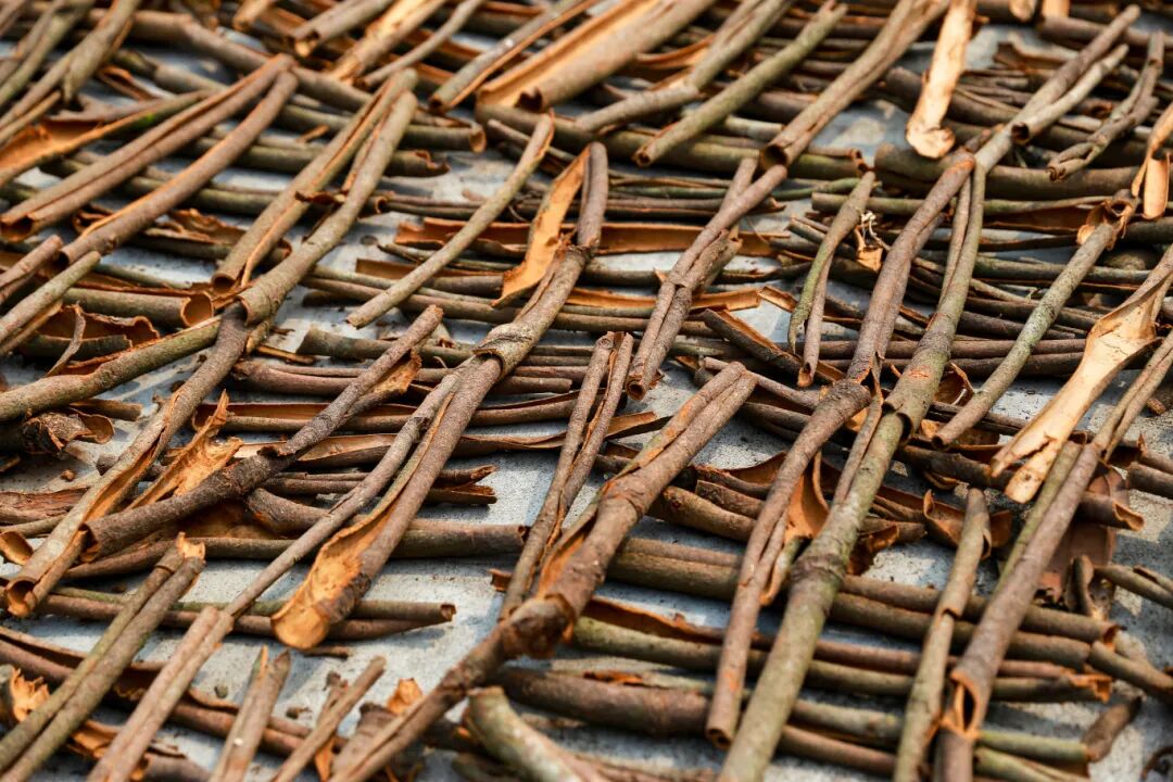 △ 高要肉桂皮厚多肉、桂油杂质少、桂皮醛含量高，享誉海内外。邹华彬 摄