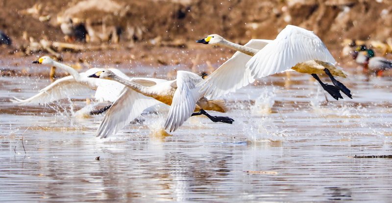 3月22日，天鹅在怀安县洋河湿地飞翔。