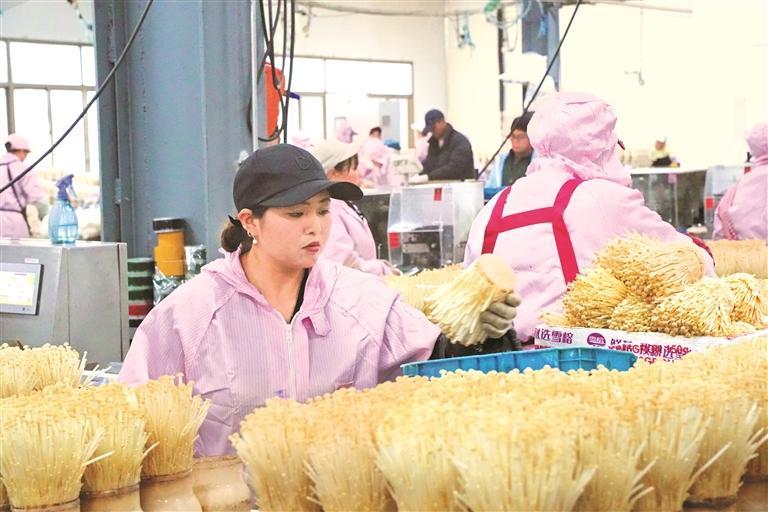 工人包装金针菇。 贵州日报天眼新闻记者 周阳 摄