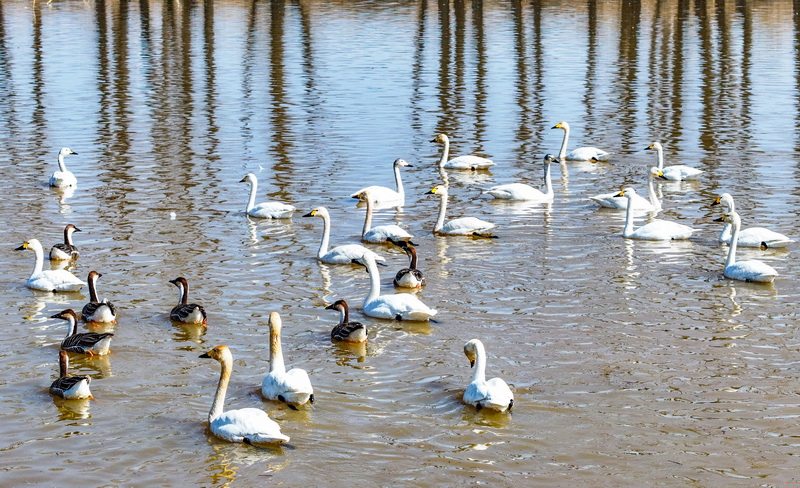 3月22日，候鸟在怀安县洋河湿地栖息。
