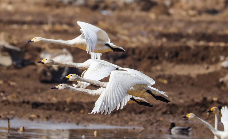 3月22日，天鹅在怀安县洋河湿地飞翔。