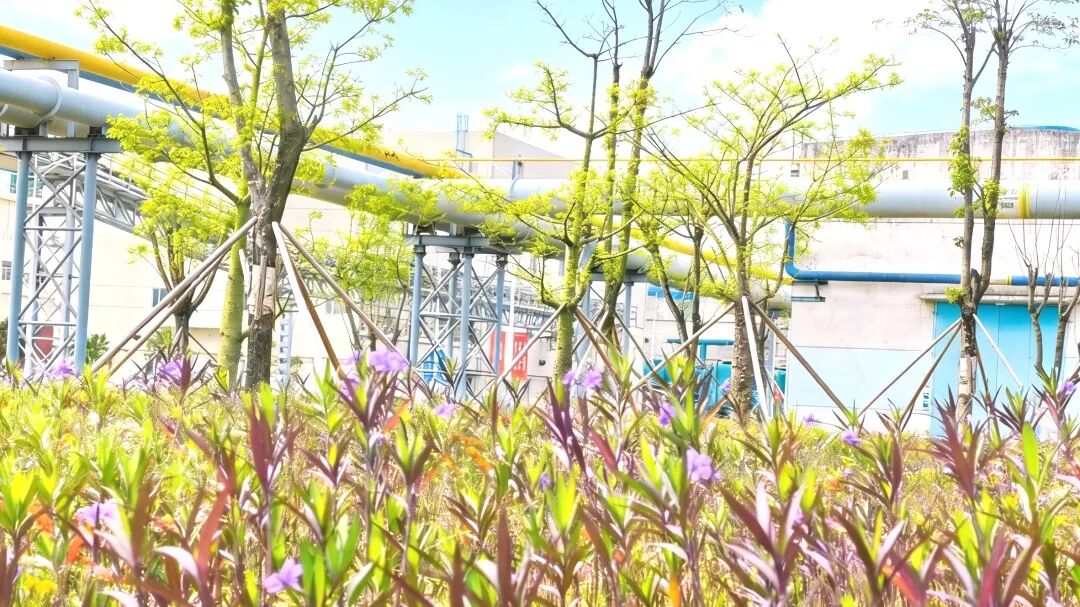 ▲绿意盎然的广西钢铁厂区。