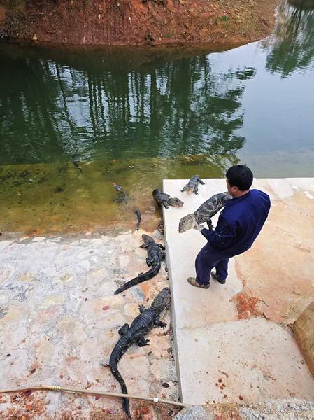 醒了！2000余条扬子鳄转场户外